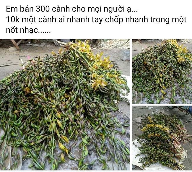 Thời điểm đó, để sở hữu một chậu lan Trần Mộng người chơi phải chi từ 300.000 – 3 triệu đồng/cành (dài khoảng 1,5 m). Thậm chí, những gốc lan rừng nguyên bản từ Sa Pa (Lào Cai) được đại gia trả hàng trăm triệu đến tiền tỉ một gốc.