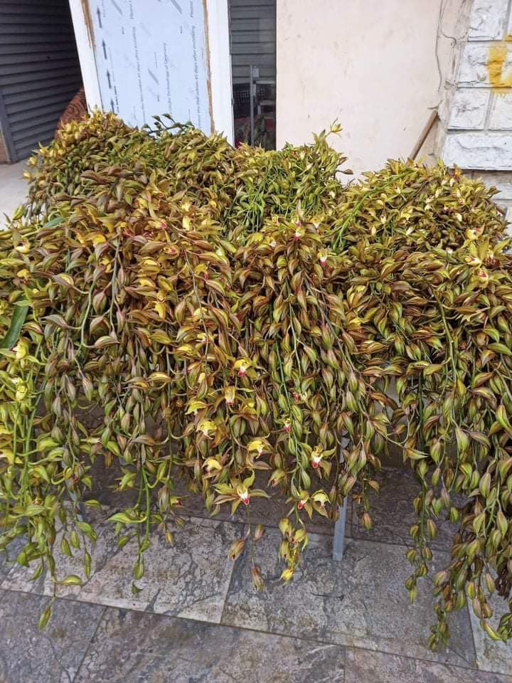 Từ sau năm 2018 – 2019, lan Trần Mộng được trồng phủ kín trên cách cánh rừng ở Sa Pa, Lai Châu.