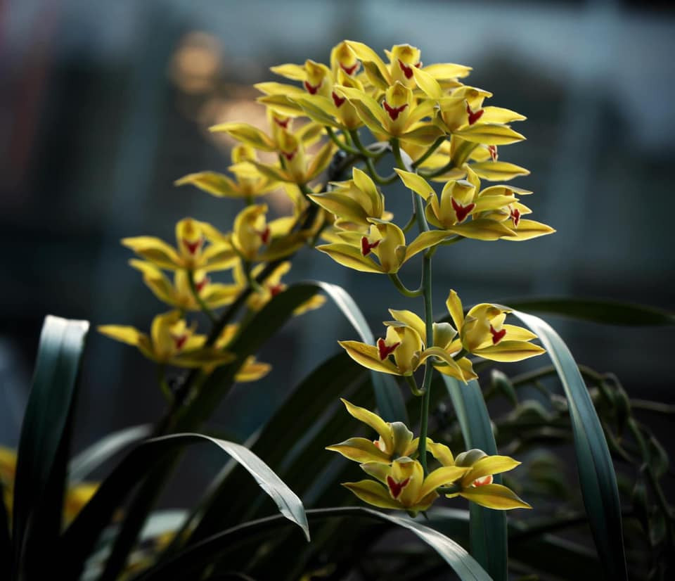 Thêm nữa, năm nay, do ảnh hưởng của dịch COVIC-19 nên giá hoa càng giảm mạnh. Hiện vẫn còn nhiều hoa tồn đọng cần tiêu thụ để qua vụ.