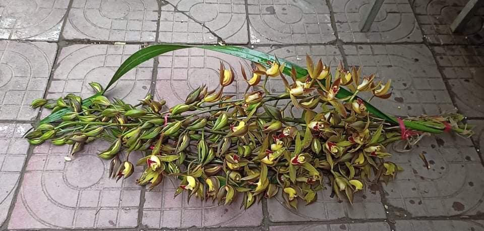 Theo người bán, nguyên nhân khiến lan Trần Mộng giảm giá được cho là do xuất hiện quá dày đặc trên thị trường.