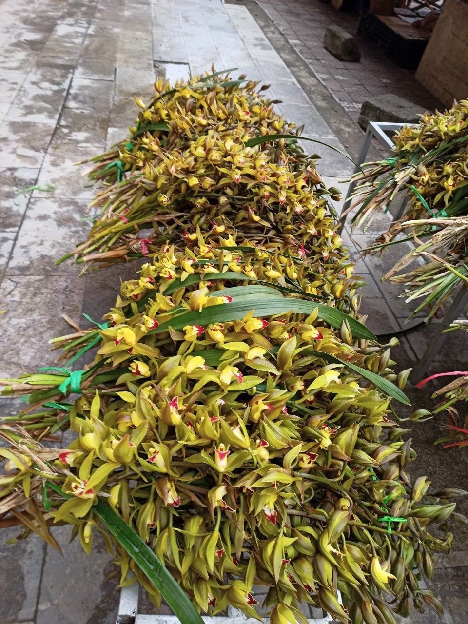 Các nhà vườn đua nhau trồng vì thấy lợi ích kinh tế cao, nhưng nguồn cung càng dồi dáo, giá càng giảm mạnh.