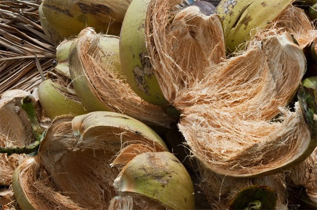 Một cơ sở làng nghề ở Thạnh Tân (Bến Tre) tiết lộ mỗi năm xuất khẩu hàng nghìn tấn xơ dừa thô đóng kiện với giá 170 USD/tấn (khoảng gần 4 triệu đồng). Ảnh: Internet