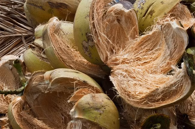 Một cơ sở làng nghề ở Thạnh Tân (Bến Tre) tiết lộ mỗi năm xuất khẩu hàng nghìn tấn xơ dừa thô đóng kiện với giá 170 USD/tấn (khoảng gần 4 triệu đồng). Ảnh: Internet