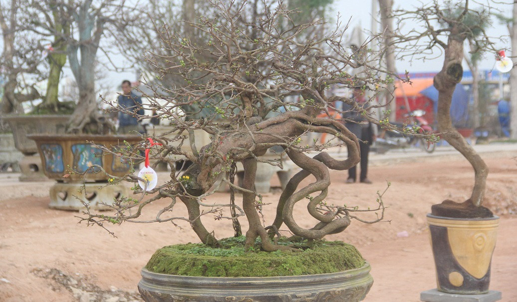 Tại hội thi Mai vàng An Nhơn (TX An Nhơn, tỉnh Bình Định) dịp Tết Nguyên đán năm nay hội tụ nhiều cây mai tuyệt phẩm với dáng thế độc lạ. Ảnh: Dân Việt.