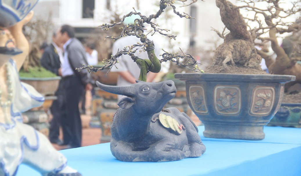 Trâu cõng mai vàng thu hút sự chú ý của nhiều khách trong dịp Tết Tân Sửu. Ảnh: Dân Việt.