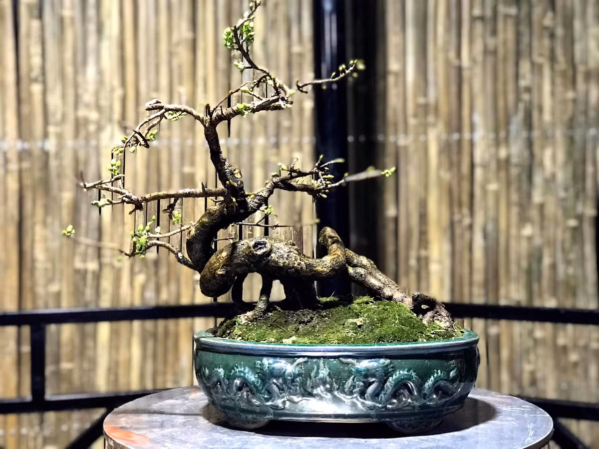  Mai vàng bonsai dáng quái. Ảnh: FB Bảo Khuê.