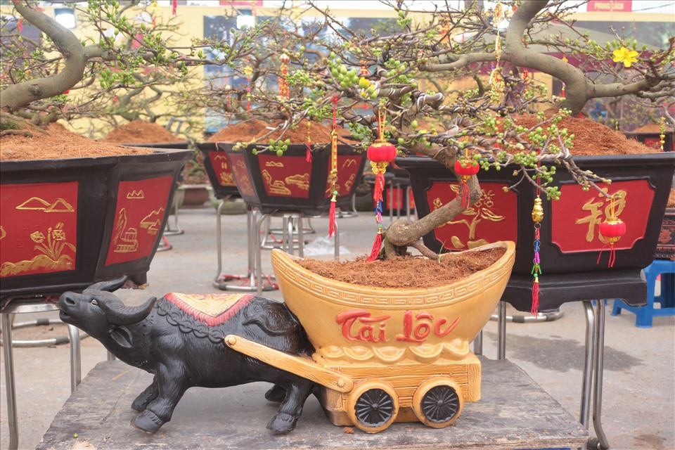 Trâu kéo mai vàng tài lộc giá từ 1,5 triệu đến hàng chục triệu đồng, tùy vào từng thế và độ tuổi của cây. Ảnh: Lao động.