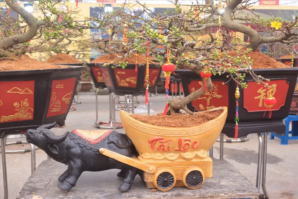 Trâu kéo mai vàng tài lộc giá từ 1,5 triệu đến hàng chục triệu đồng, tùy vào từng thế và độ tuổi của cây. Ảnh: Lao động.