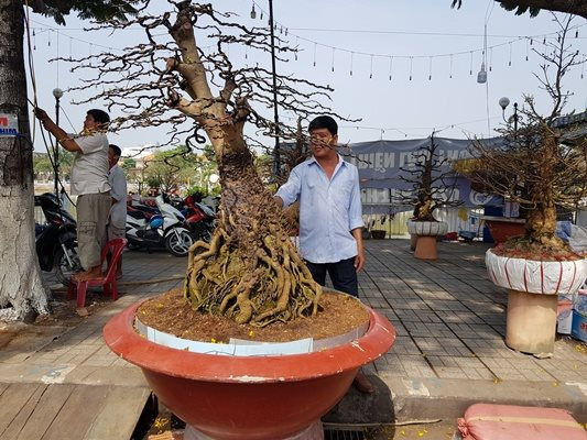 Sau mua về, anh Tâm cắt tỉa cành nhỏ ở bộ rễ và thân trên, tạo dáng để mang đến chợ hoa kiểng bán. Ảnh: Một thế giới.