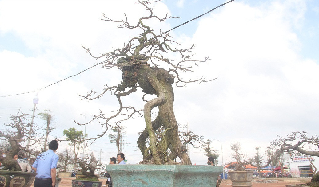 Gốc mai dáng đốc lạ, thu hút người dân tham quan. Ảnh: Dân Việt.