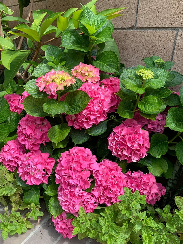 Ngoài cây cảnh, Thanh Thảo còn trồng nhiều loại hoa. Nguồn ảnh: FBNV.