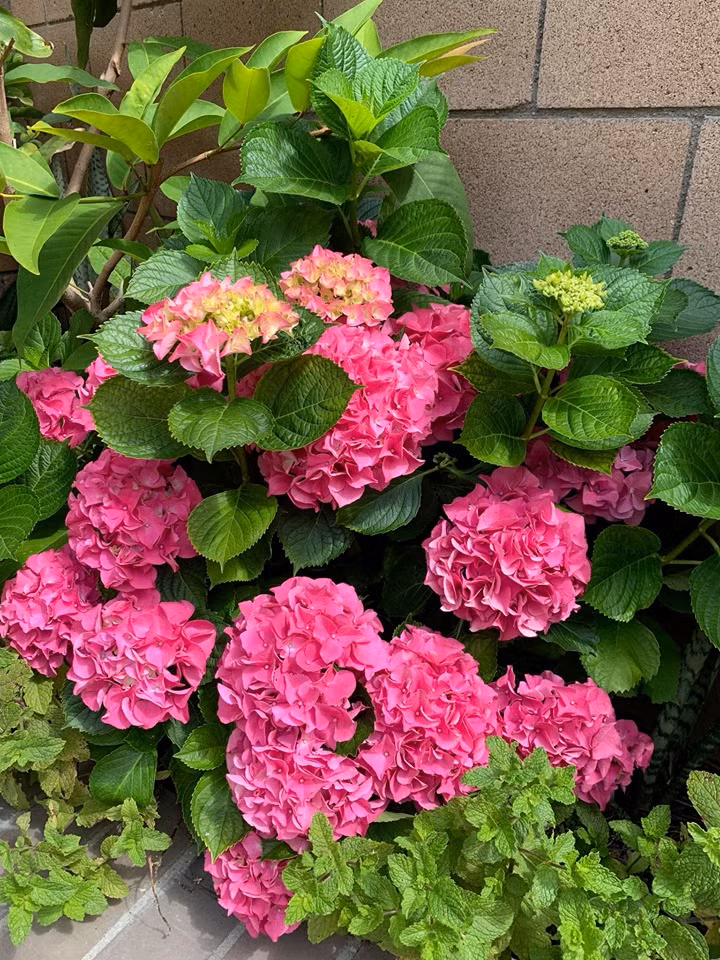 Ngoài cây cảnh, Thanh Thảo còn trồng nhiều loại hoa. Nguồn ảnh: FBNV.