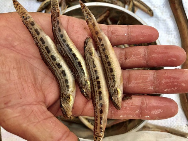 Cá chạch cát được xem là đặc sản ở vùng miền núi Quảng Ngãi, giá bán từ 150.000-170.000 đồng/kg. Tuy nhiên, do số lượng đánh bắt được rất ít nên dù có tiền cũng không dễ để mua loài cá đặc sản này. Ảnh: Baoquangngai