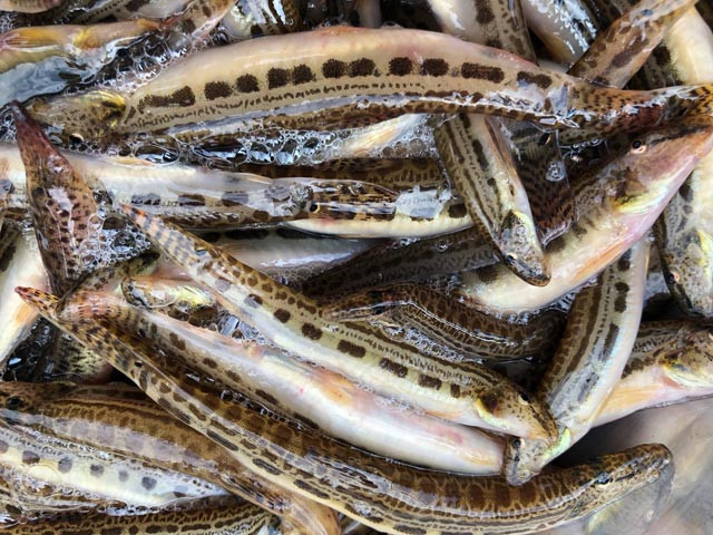 Kích thước của cá chạch cát trưởng thành chỉ to hơn phân nửa và chiều dài bằng ngón tay út người lớn. Ảnh: Dân Việt