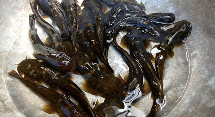 Cá chê canh ở bản Nậm Lộng (xã Hang Chú, Bắc Yên, Sơn La) là một loài cá hiếm, thân giống cá trê, lớn chỉ bằng chuôi dao. Chúng sống nơi khe suối, hốc đá nơi đầu nguồn những con suối nước trong, sạch. Chỉ cần nước ngả màu đục là loại cá này không thể sống được nên bà con nơi đây vẫn thường gọi là cá siêu sạch. Ảnh: Dân Việt.