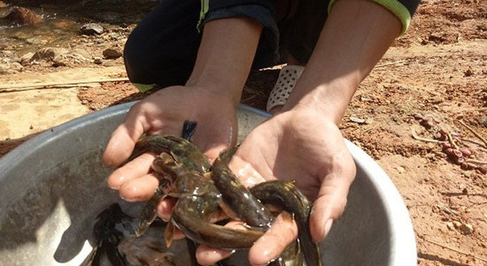 Loại cá này thịt ngon nức tiếng, thưởng thức một lần lại muốn lần hai nên y chúng được nhiều thực khách săn lùng. Ảnh: Dân Việt