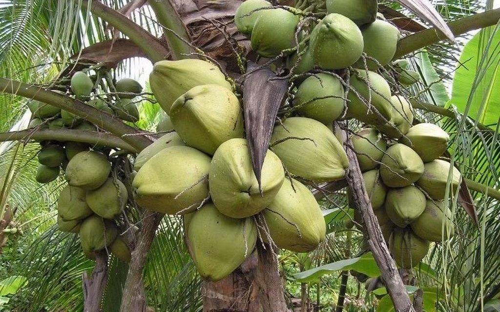 Đây là đặc sản của huyện Cầu Kè, Trà Vinh. Dọc theo quốc lộ 54 về tỉnh này, người dân treo đầy dừa sáp để bán cho khách qua đường mua về làm quà hoặc giải khát tại chỗ.