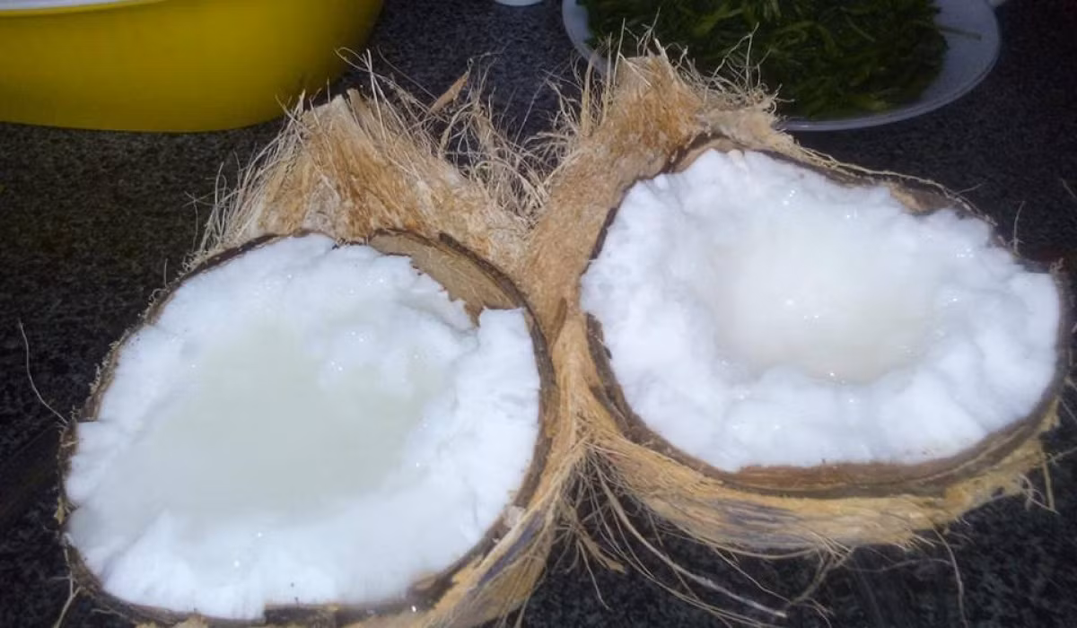 Dừa sáp có thể xay làm sinh tố, làm thạch dừa mứt dừa, kem dừa... rất ngon và bổ dưỡng. Nguồn ảnh: Internet