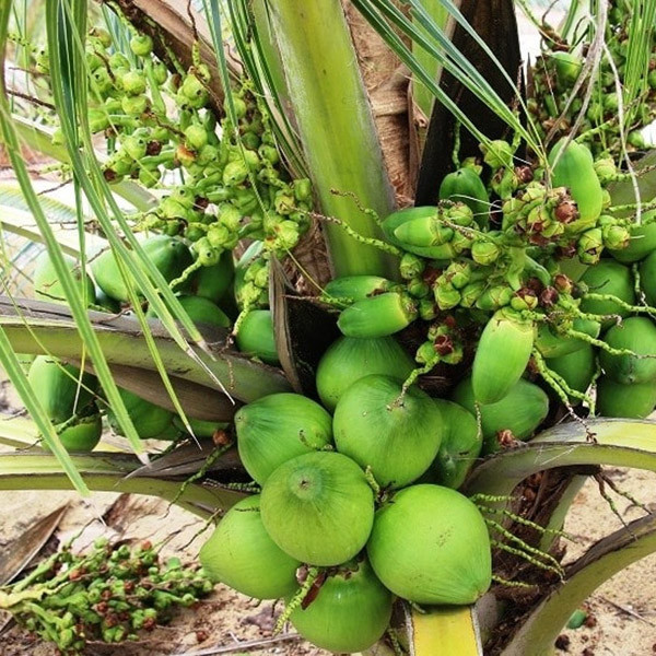 Về hình dáng, dừa sáp giống như quả dừa bình thường nhưng là loại đặc ruột, cơm dày, mềm dẻo và béo hơn dừa thường.