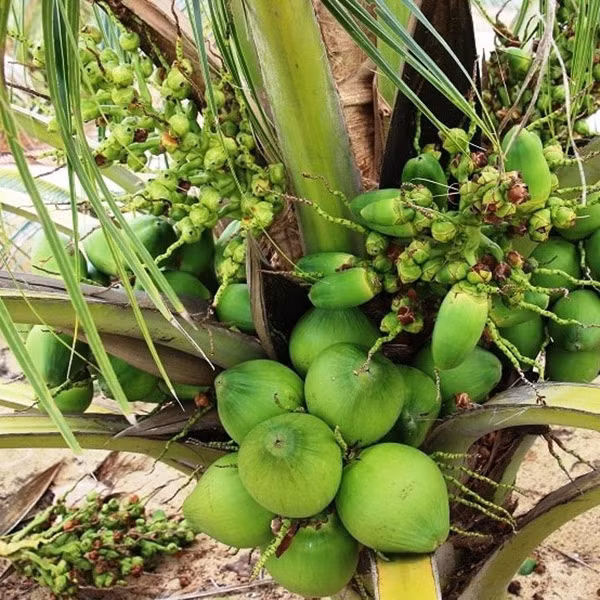 Về hình dáng, dừa sáp giống như quả dừa bình thường nhưng là loại đặc ruột, cơm dày, mềm dẻo và béo hơn dừa thường.