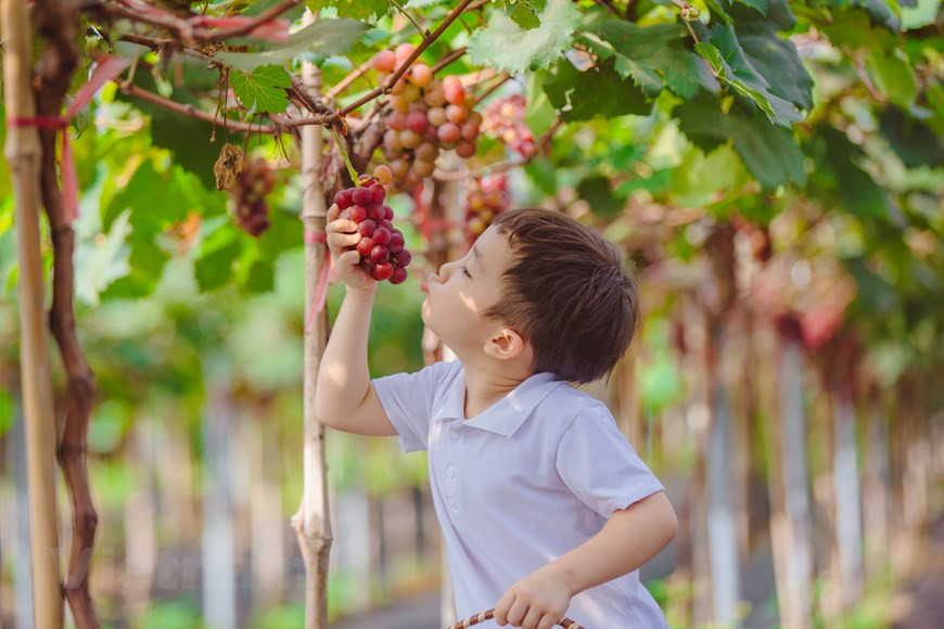 Các bạn nhỏ cũng hào hứng thu hoạch từng chùm nho trĩu quả, chín mọng. Ảnh: Vietnam+