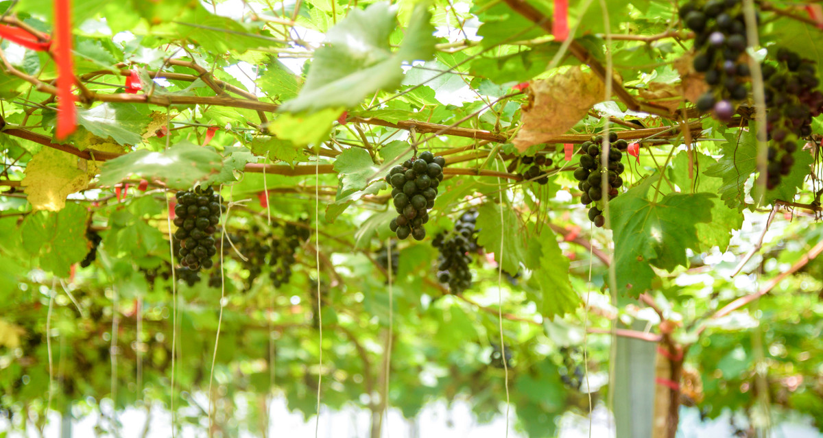 Vườn nho sẽ được thu hoạch 2 vụ mỗi năm, vụ đầu từ cuối tháng 5 đến tháng 7 và vụ thứ 2 là từ tháng 10 đến tháng 12 hàng năm. Ảnh: Người đưa tin