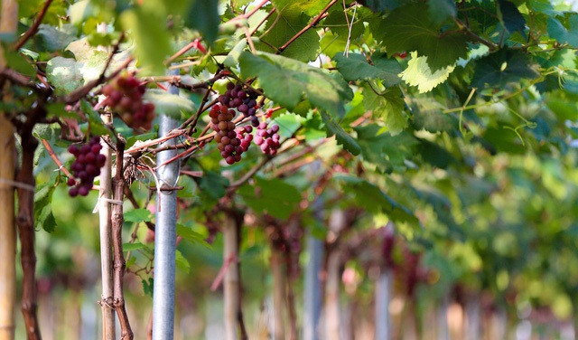 Gần một tháng qua, vườn nho trĩu quả nằm ở xã Vĩnh Ngọc, huyện Đông Anh (Hà Nội) được chủ vườn mở cửa miễn phí thu hút nhiều du khách đến trải nghiệm, tự mình hái quả về thưởng thức. Ảnh: Tổ quốc