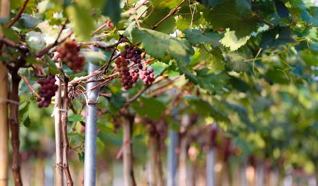 Dot nhap nong trai nho triu qua ngay giua Thu do cuc hut khach