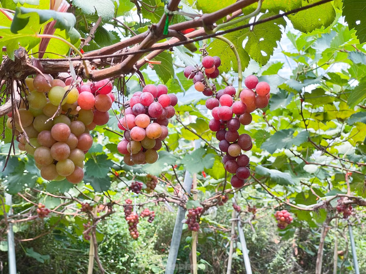 Giống nho trồng ở đây là black pearl và sweet sapphire, quả không quá to nhưng ngọt và không có hạt. Ảnh: Tiền phong.