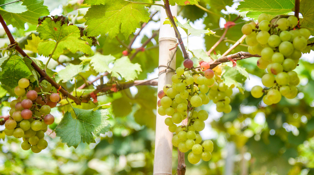 Trong tương lai, chủ nông trại nho sẽ trồng thêm một số loại cây ăn quả khác và rau sạch để phục vụ cho nhu cầu của người dân Thủ đô. Ảnh: Người đưa tin.