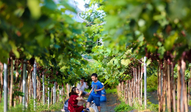 Hàng chục luống nho trong nông trại sai trĩu quả tím đỏ, thu hút khách tới chụp ảnh và thu hoạch. Ảnh: Tổ quốc.