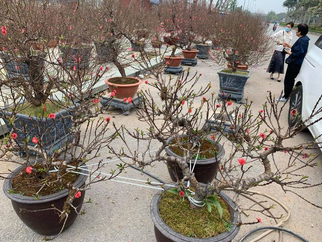 Do giá mỗi cây hàng chục triệu đồng, thậm chí có những chủ vườn phải "đeo" dây thép có ổ khóa khi đưa ra chợ hoa tết. (Ảnh Phan Hậu/Thanh Niên)