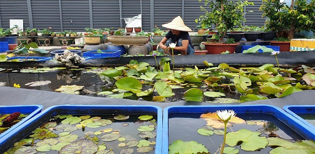 Nhiều giống hoa sen, hoa súng được anh gây giống trên sân thượng. Ảnh: Dân Việt