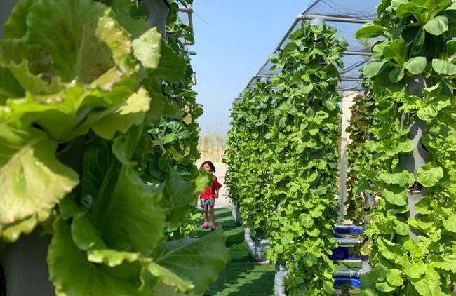 Anh Hòa cho biết thời gian tới sẽ trồng thêm nhiều loại cây khác. Ảnh: Dân Việt.