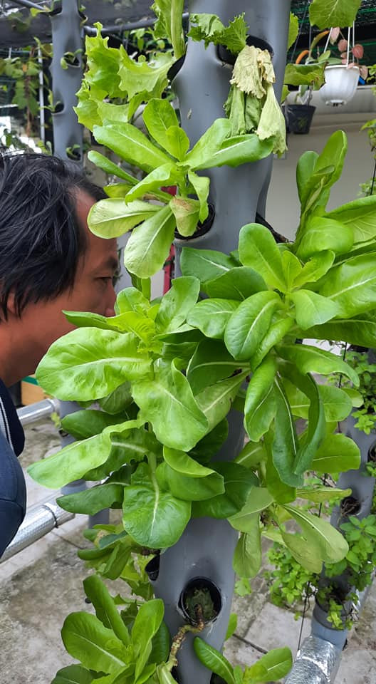 Anh Hòa chọn khí canh dù hình thức này khá tốn kém nhưng tiết kiệm diện tích, trồng được hữu cơ và nhiều loại rau cùng lúc. Ảnh: Facebook