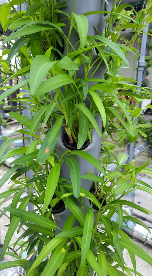 Theo anh Hòa, phương pháp canh tác kỹ thuật cao như thủy canh hay trồng rau quả trong nhà kính đã được áp dụng trong nông nghiệp từ rất lâu, nhưng mô hình nông trại thẳng theo phương pháp khí canh thì chưa có nhiều. Ảnh: Facebook.