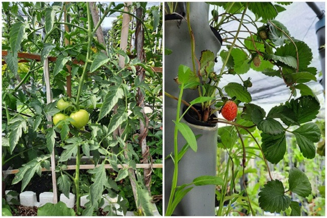 Khu vườn có đủ các loại rau, củ quả. Ảnh: Dân Việt