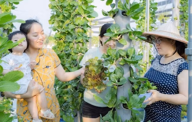 Mỗi ngày gia đình anh đều đủ rau sạch ăn và bán cho cả cư dân. Ảnh: Dân Việt