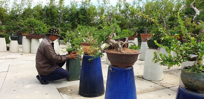 Ngoài trồng rau, khu vườn trên sân thượng còn chia ra thành nhiều khu vực khác như bonsai, khu trồng xen, cây ăn trái...Ảnh: Dân Việt