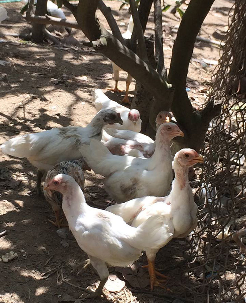 Tuy nhiên, chủ nhân của những con gà này kiên quyết không bán để bảo tồn nguồn gen quý. Ảnh: Vietnamnet