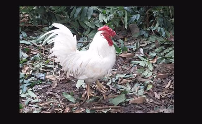 Theo nhiều dân buôn, một gà trống trưởng thành đủ 9 – 10 cựa có giá bán lên tới hàng chục triệu thậm chí cả trăm triệu. Ảnh: Dân Việt.