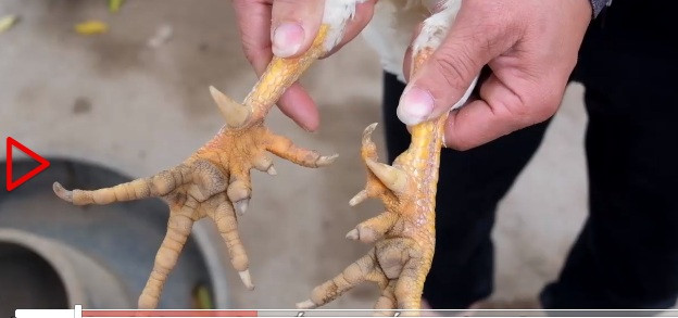 Bên cạnh gà rừng đột biến lông trắng chân xanh, nước ta còn có loại gà rừng đột biến với chân 9 cựa của anh Nguyễn Văn Phương ở Hải Dương. Ảnh VTCNews.