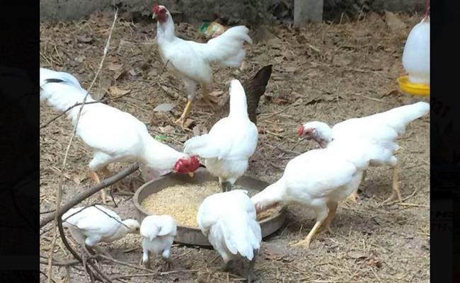 Tương tự, gà đột biến gen lông trắng, chân xanh thuộc hàng “hiếm có bậc nhất” từng được các đại gia hỏi mua với giá từ 10-15 triệu đồng/cặp. Ảnh: Dân Việt.