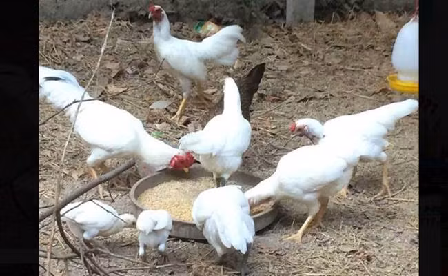 Tương tự, gà đột biến gen lông trắng, chân xanh thuộc hàng “hiếm có bậc nhất” từng được các đại gia hỏi mua với giá từ 10-15 triệu đồng/cặp. Ảnh: Dân Việt.