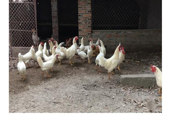 So với gà rừng thông thường, loài gà đột biến này có khả năng sinh sản kém, thường 1 năm gà mái trưởng thành chỉ đẻ khoảng 40 trứng với tỷ lệ thành công khoảng 40%. Ảnh: Dân Việt.