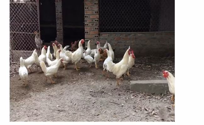 So với gà rừng thông thường, loài gà đột biến này có khả năng sinh sản kém, thường 1 năm gà mái trưởng thành chỉ đẻ khoảng 40 trứng với tỷ lệ thành công khoảng 40%. Ảnh: Dân Việt.