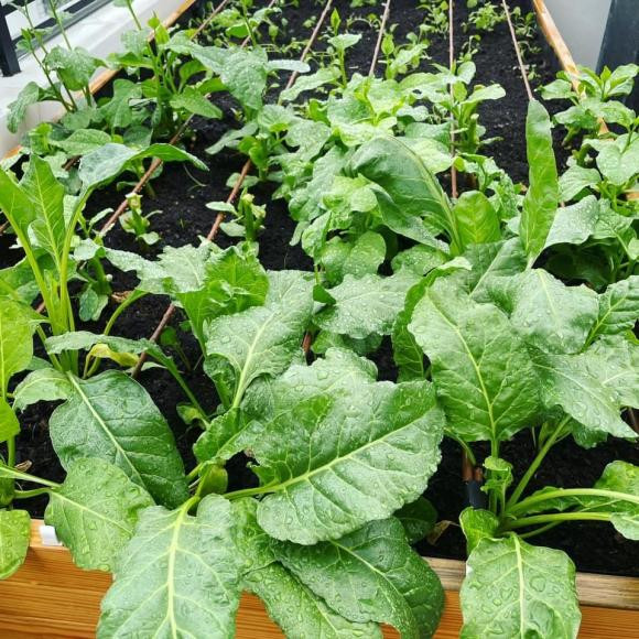 Loại rau nào cũng tốt um và xanh non mơn mởn. Nguồn ảnh: FBNV \