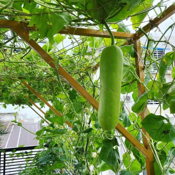 Giàn bầu phủ kín sân thượng trong biệt thự của Lê Hoàng.