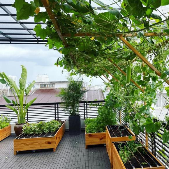 Mới đây, ca sĩ Lê Hoàng hào hứng khoe khu vườn rau sạch trên sân thường khiến khán giả phải trầm trồ.