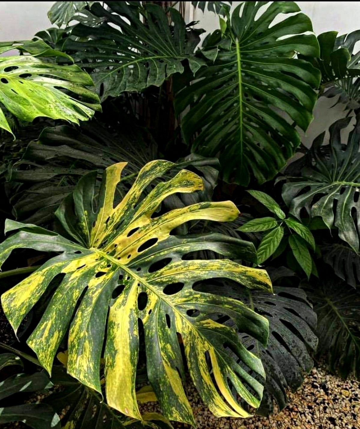 Lá trầu bà giá tới vài chục tỷ. Ảnh: Vietnamnet.